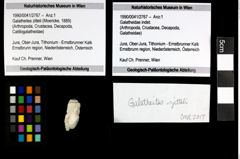 Foto (Objekt + Etiketten) von Galatheites zitteli (Moericke, 1889) 